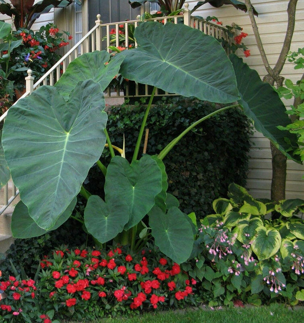 Colocasia gigantea Thailand Giant Thai Giant Elephant Ear Huge Leaf Live Bulbs I52960