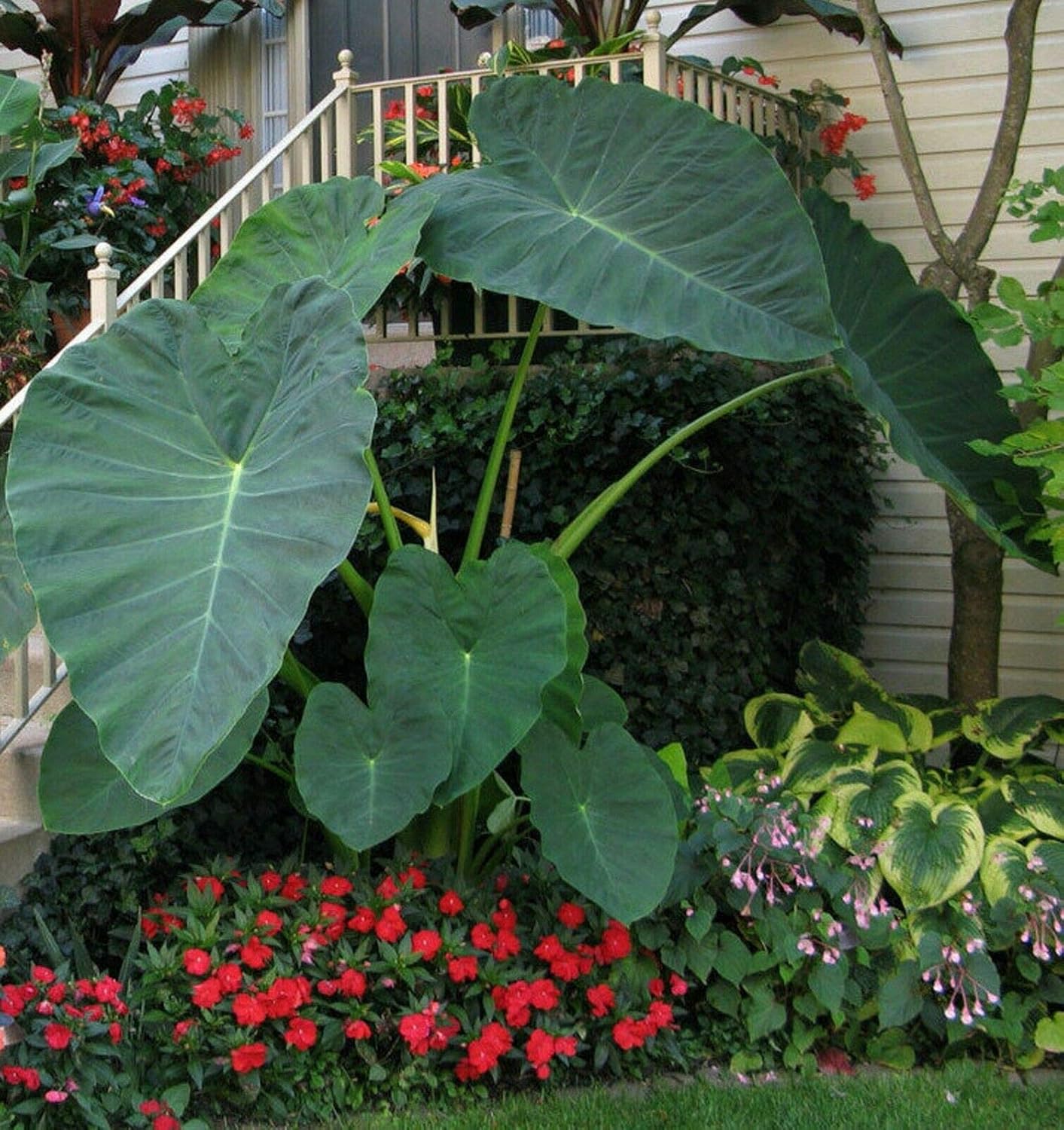 Colocasia gigantea Thailand Giant Thai Giant Elephant Ear Huge Leaf Live Bulbs I52960