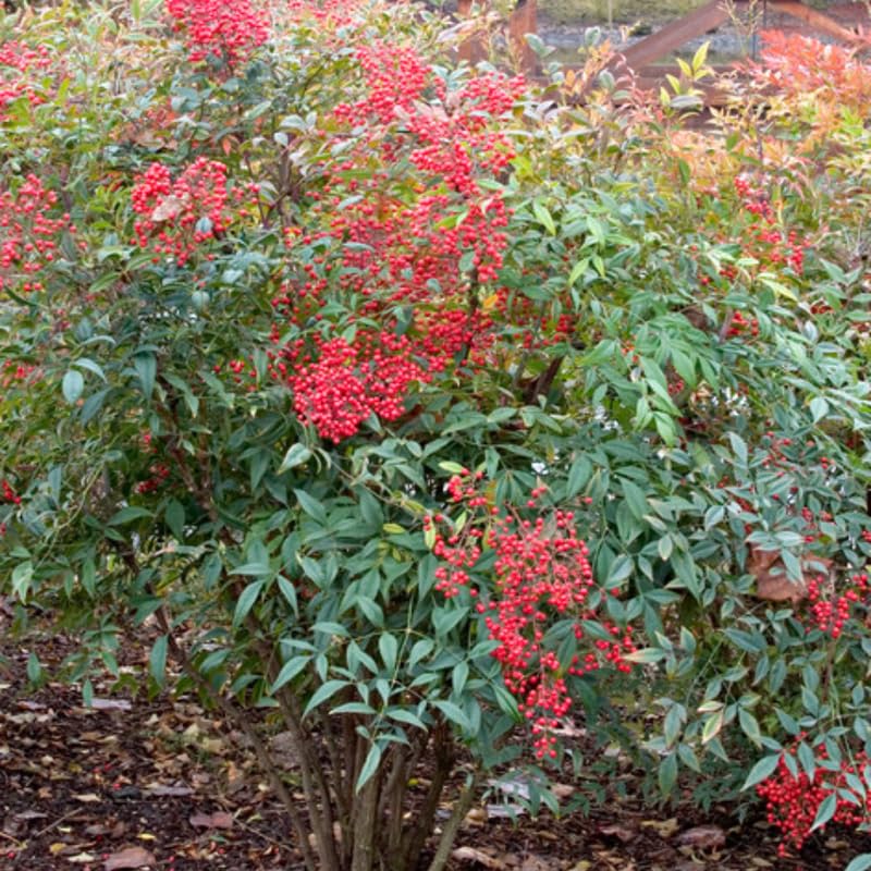 Nandina Shrub Live Plant in Quart Pot U930