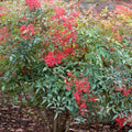 Nandina Shrub Live Plant in Quart Pot U930