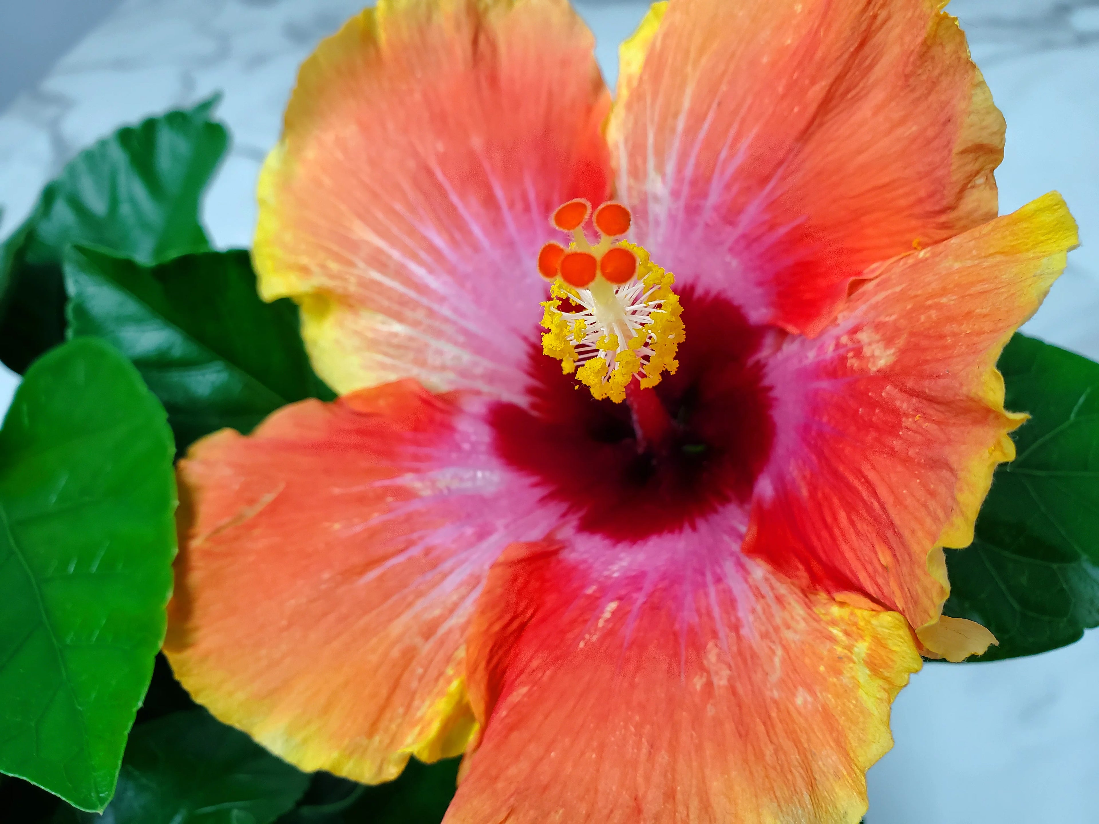 10" to 14" Fiesta Hibiscus Bush W320753