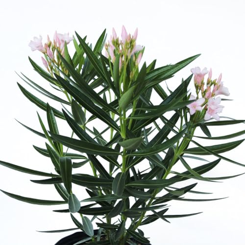 Oleander Bush, Semi Dwarf, Petite Pink, Flowering Landscape Shrub, 10-Inch Pot, Live Outdoor Plant, 3-4ft Max Height, Hardy Evergreen Landscape Shrub Q734