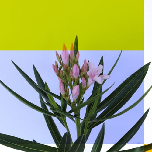 Oleander Bush, Semi Dwarf, Petite Pink, Flowering Landscape Shrub, 10-Inch Pot, Live Outdoor Plant, 3-4ft Max Height, Hardy Evergreen Landscape Shrub Q734