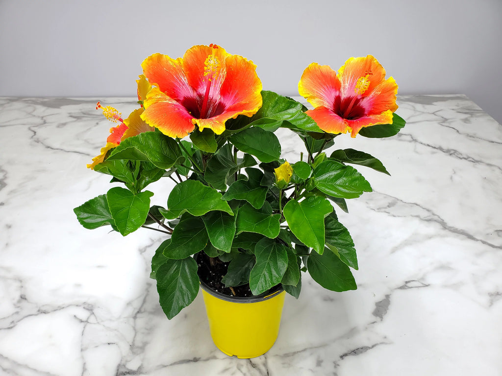 10" to 14" Fiesta Hibiscus Bush W320753