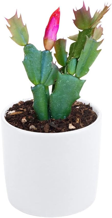 Christmas Cactus (4-inch Plastic Pot) Live Cactus Y595709