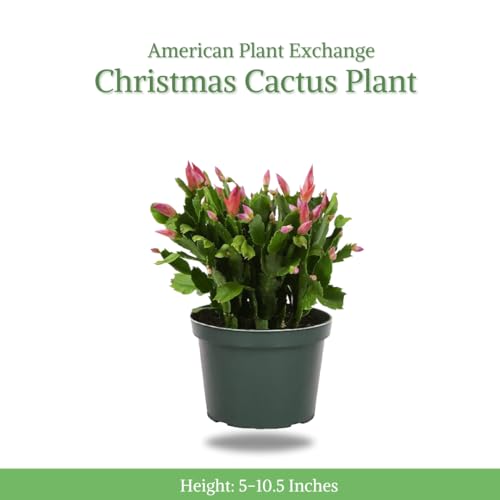 Christmas Cactus Live Indoor Houseplant 6-Inch Pot Z922