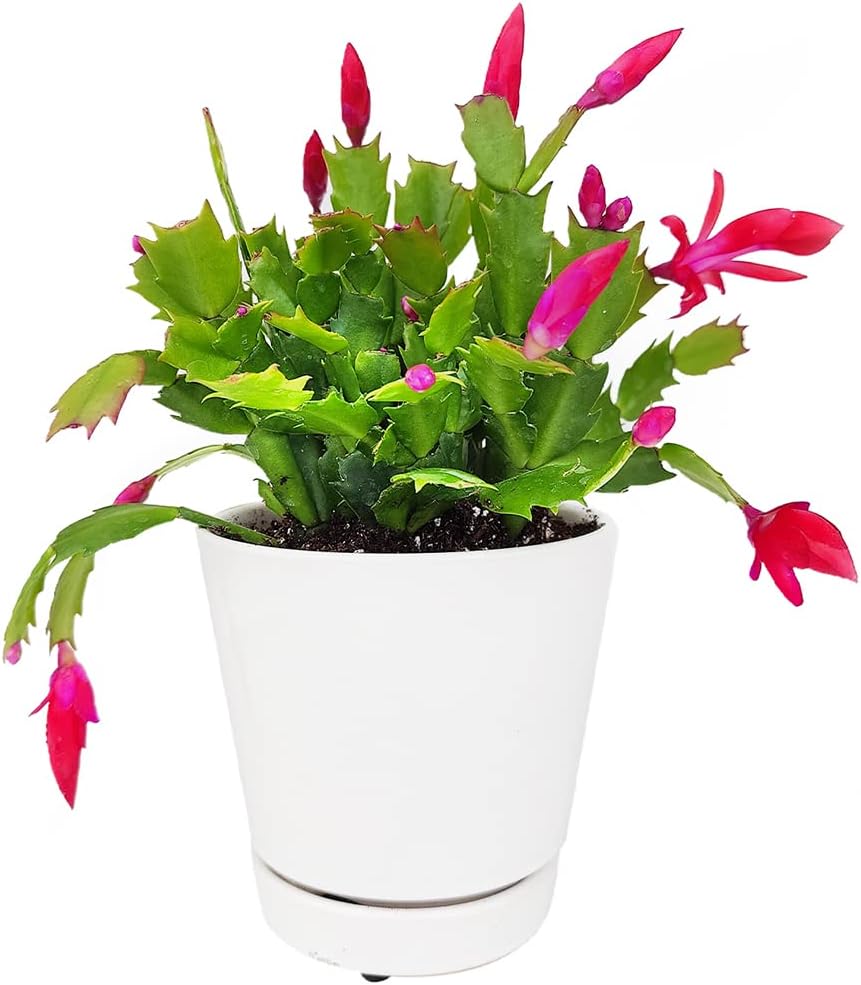Christmas Cactus (4-inch Plastic Pot) Live Cactus Y595709