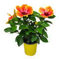 10" to 14" Fiesta Hibiscus Bush W320753