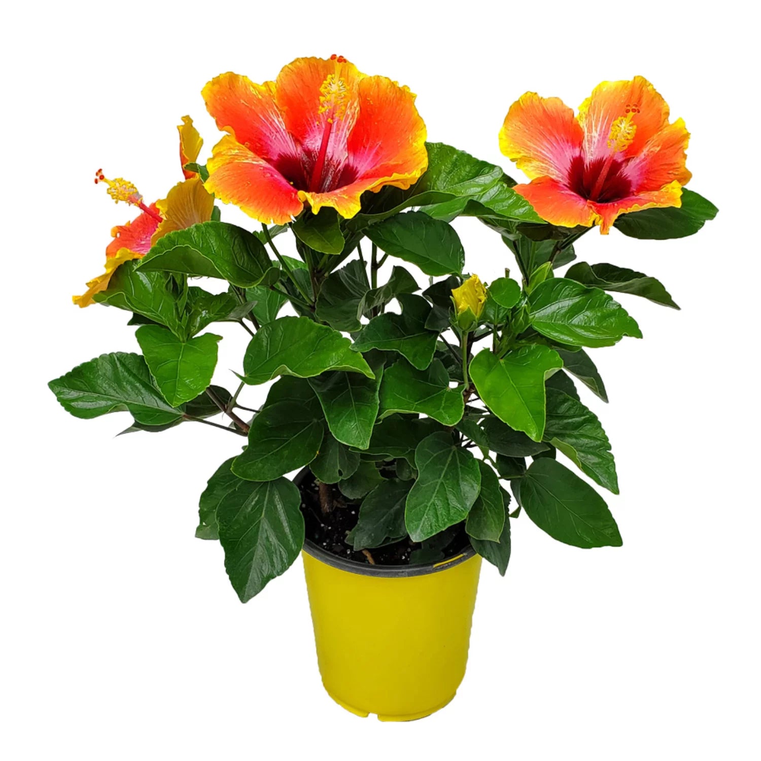 10" to 14" Fiesta Hibiscus Bush W320753