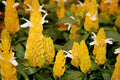 Golden Shrimp Plants Live, Yellow Shrimp Plants, 3 to 5 Inches in Height S58249