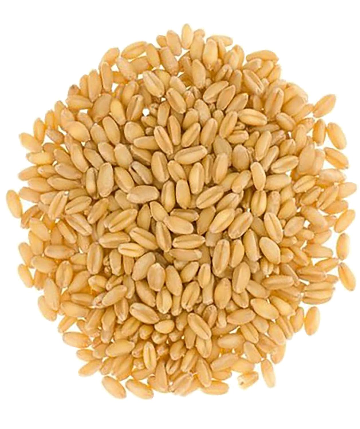 Hard White Wheat Berries 100 LBS Non-GMO Kosher X381519