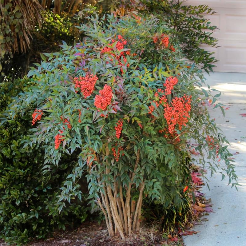 Nandina Shrub Live Plant in Quart Pot U930