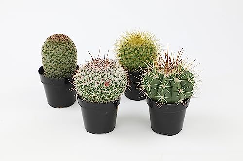 Assorted Cactus Plants Live Succulents (3 Pack) Y917368