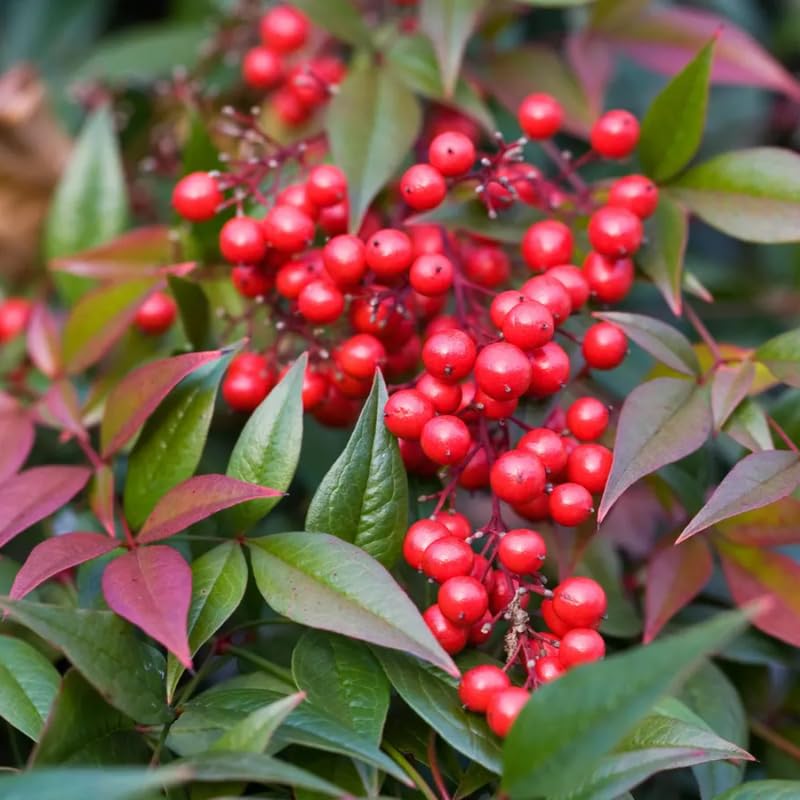 Nandina Shrub Live Plant in Quart Pot U930