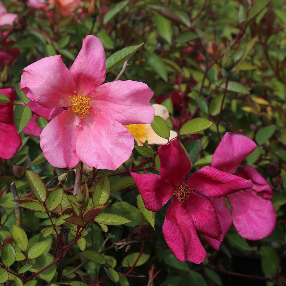 Own Root Rose Bush - China Rose Plant Y8754