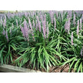 25 Pots Liriope Muscari Classic Blue P3624