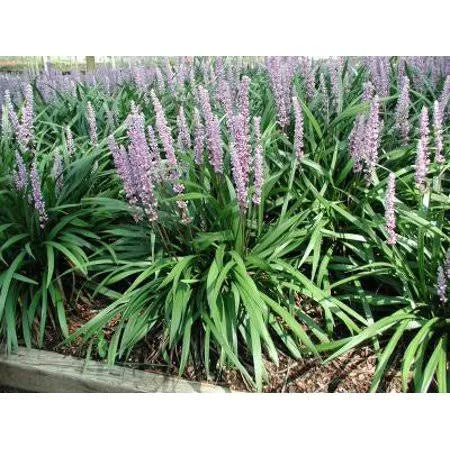 25 Pots Liriope Muscari Classic Blue P3624