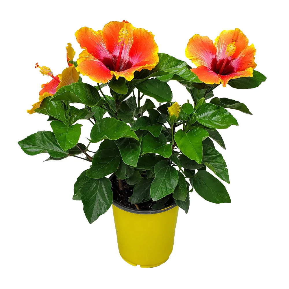 10" to 14" Fiesta Hibiscus Bush W320753