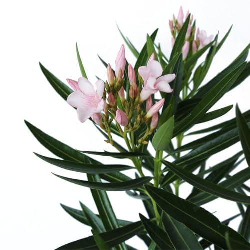 Oleander Bush, Semi Dwarf, Petite Pink, Flowering Landscape Shrub, 10-Inch Pot, Live Outdoor Plant, 3-4ft Max Height, Hardy Evergreen Landscape Shrub Q734