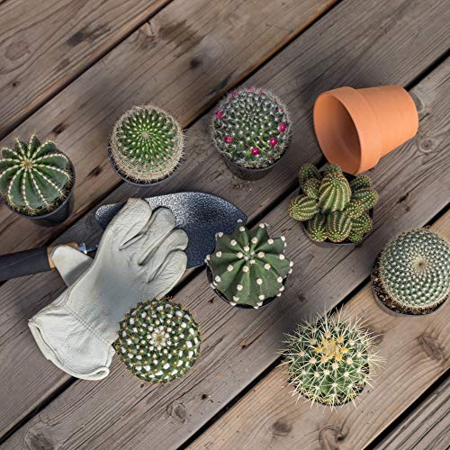 Assorted Cactus Plants Live Succulents (3 Pack) Y917368