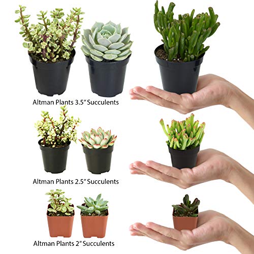 Assorted Cactus Plants Live Succulents (3 Pack) Y917368