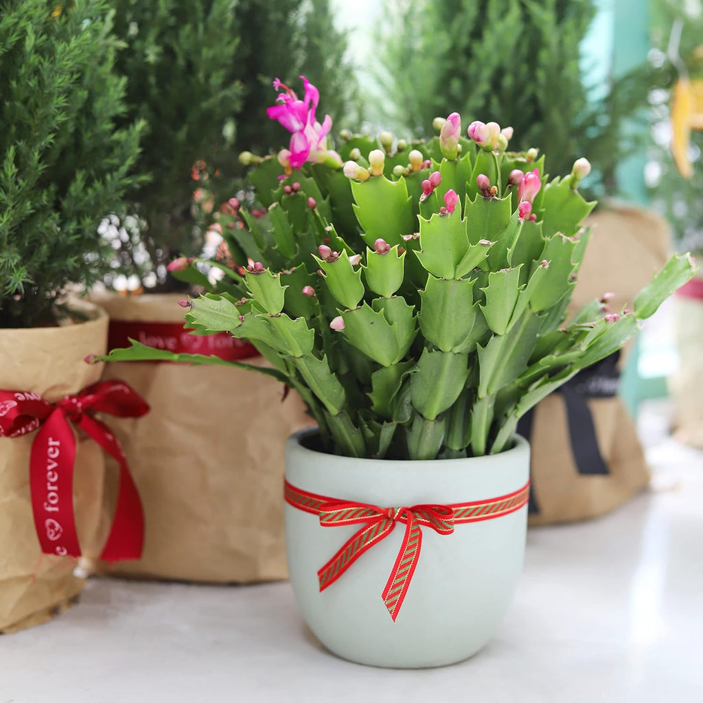 Christmas Cactus (4-inch Plastic Pot) Live Cactus Y595709