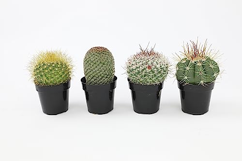 Assorted Cactus Plants Live Succulents (3 Pack) Y917368