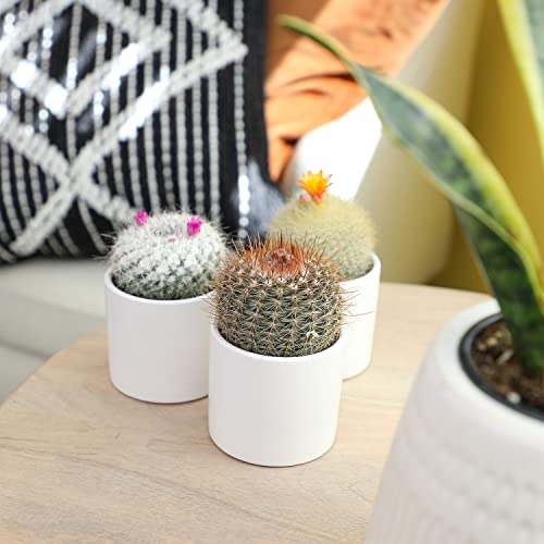 Assorted Cactus Plants Live Succulents (3 Pack) Y917368