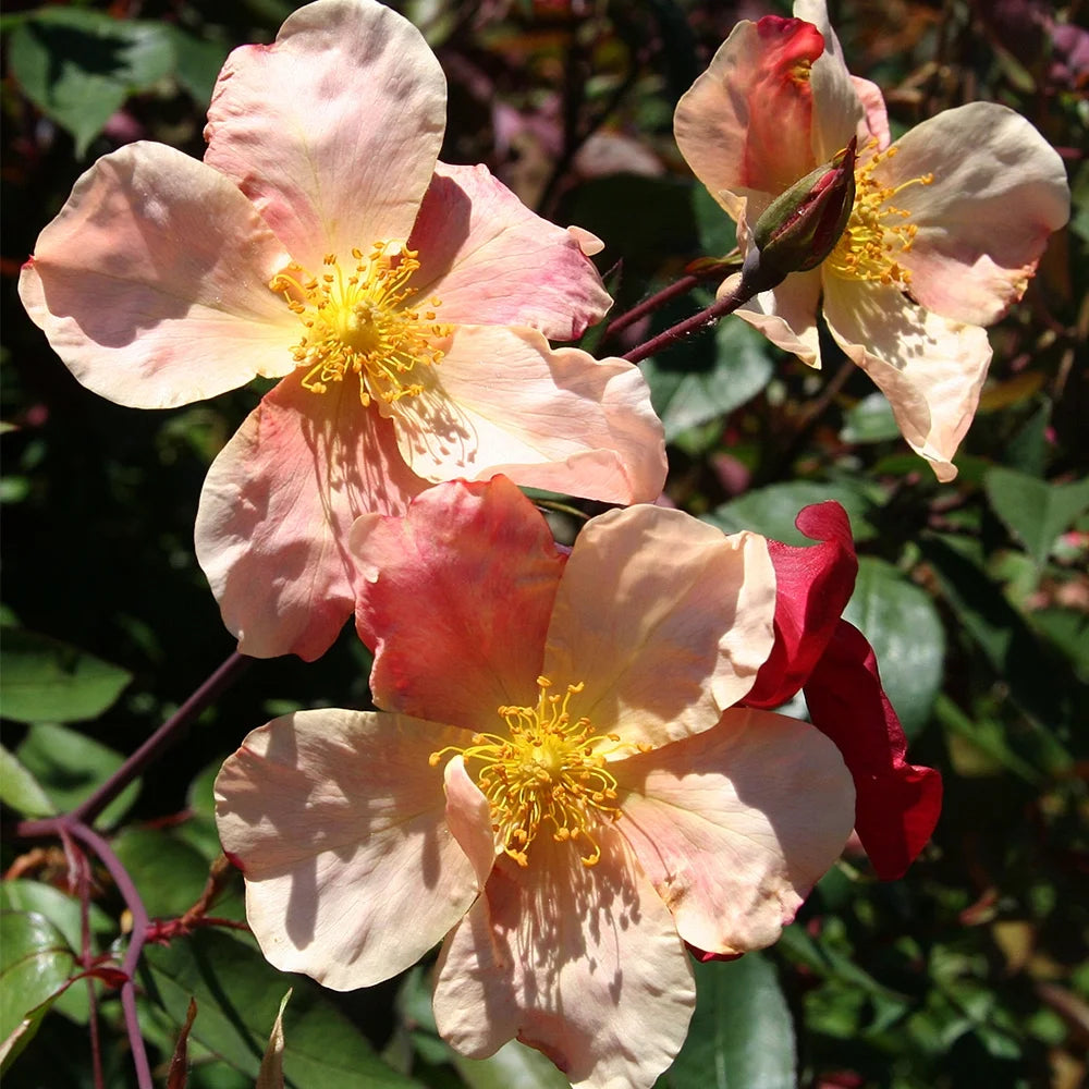 Own Root Rose Bush - China Rose Plant Y8754