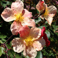 Own Root Rose Bush - China Rose Plant Y8754