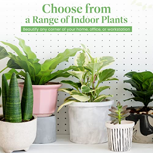 Christmas Cactus Live Indoor Houseplant 6-Inch Pot Z922
