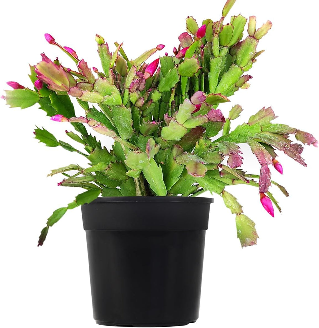 Christmas Cactus (4-inch Plastic Pot) Live Cactus Y595709