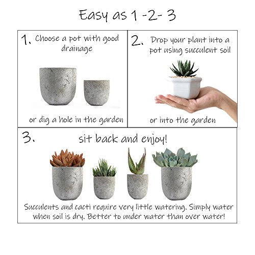 Assorted Cactus Plants Live Succulents (3 Pack) Y917368