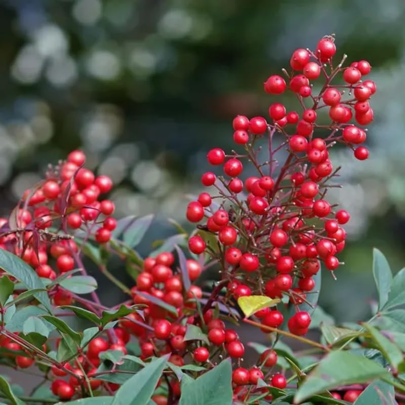 Nandina Shrub Live Plant in Quart Pot U930