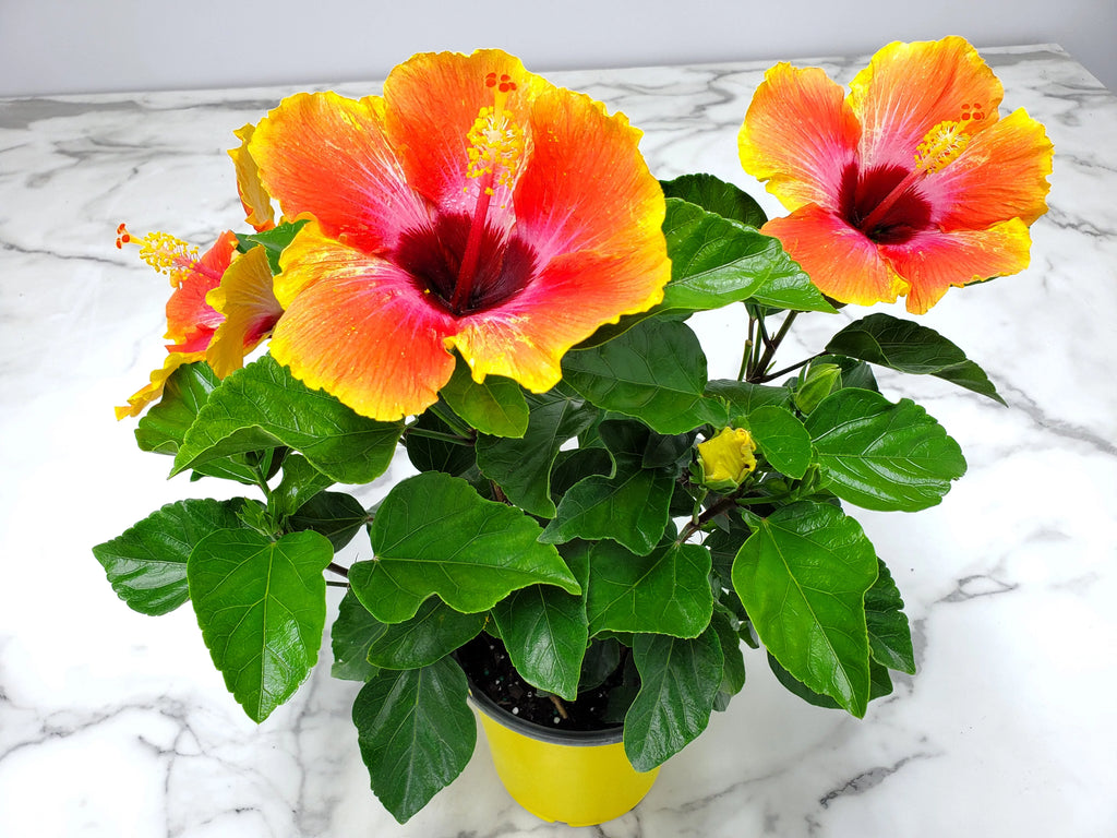 10" to 14" Fiesta Hibiscus Bush W320753