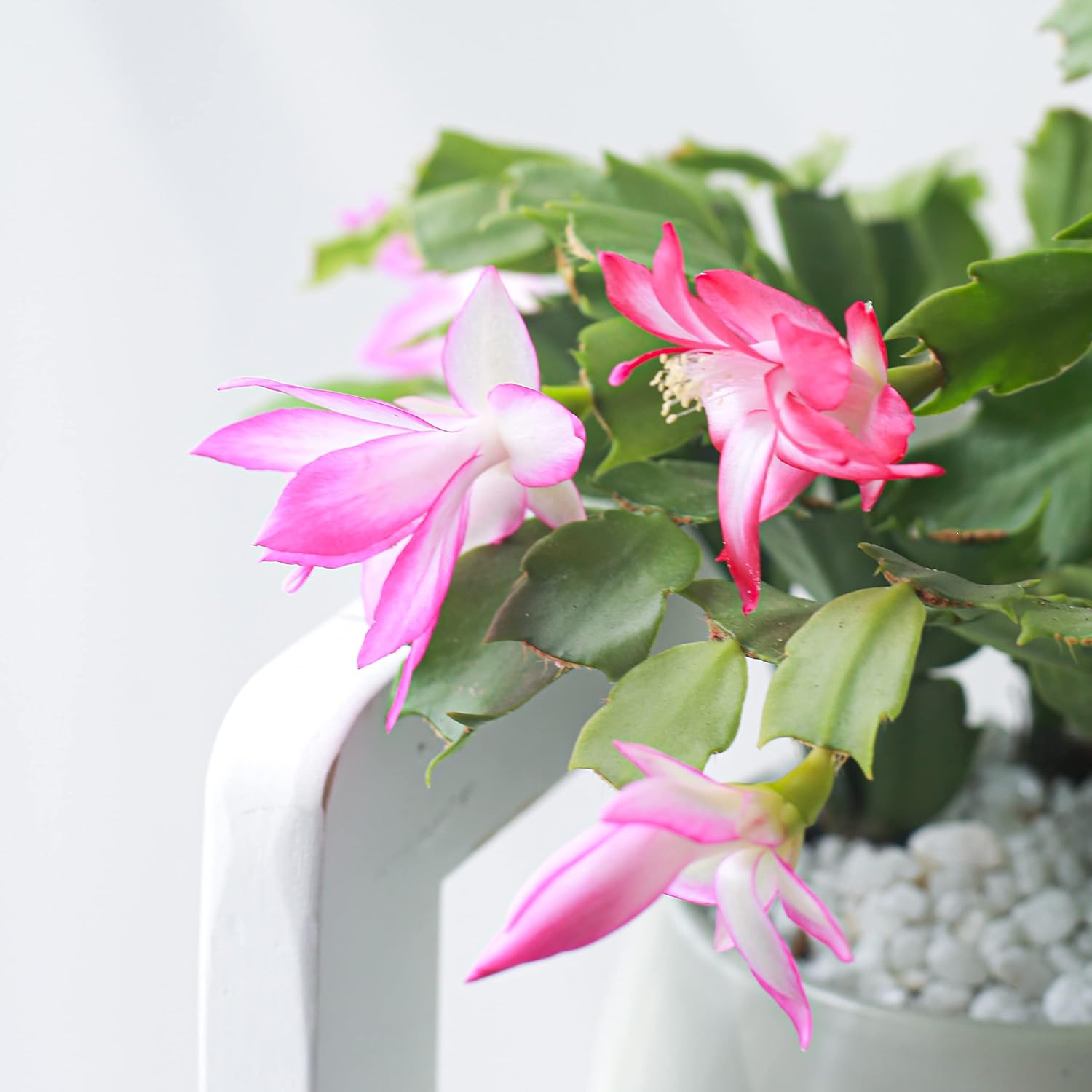 Christmas Cactus (4-inch Plastic Pot) Live Cactus Y595709