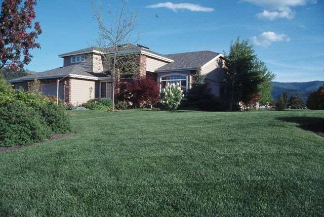 50 lbs Kentucky Bluegrass Seed U5714