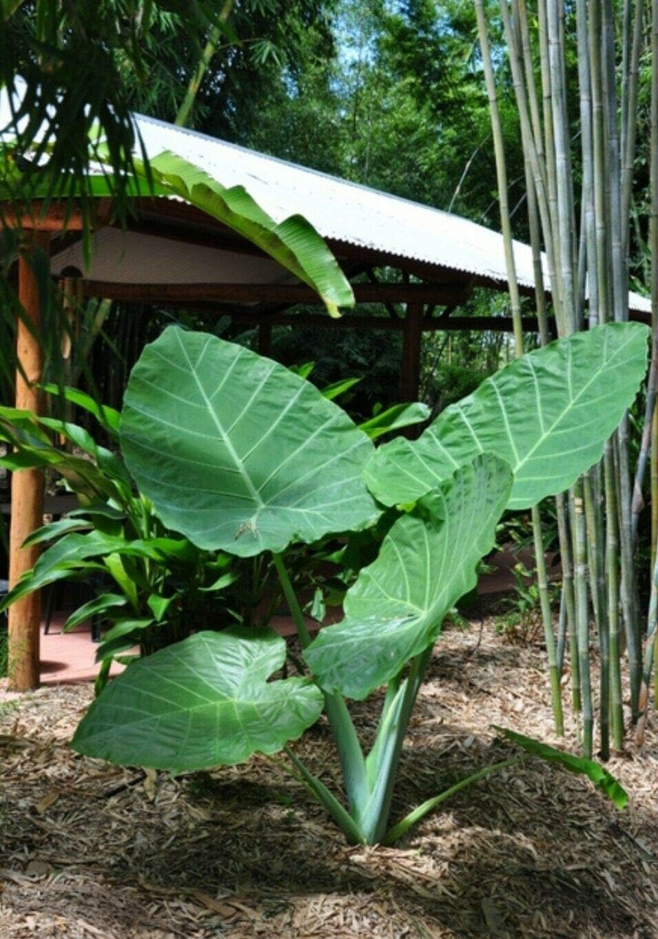 Colocasia gigantea Thailand Giant Thai Giant Elephant Ear Huge Leaf Live Bulbs I52960