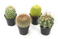 Assorted Cactus Plants Live Succulents (3 Pack) Y917368