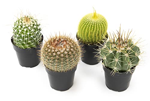 Assorted Cactus Plants Live Succulents (3 Pack) Y917368