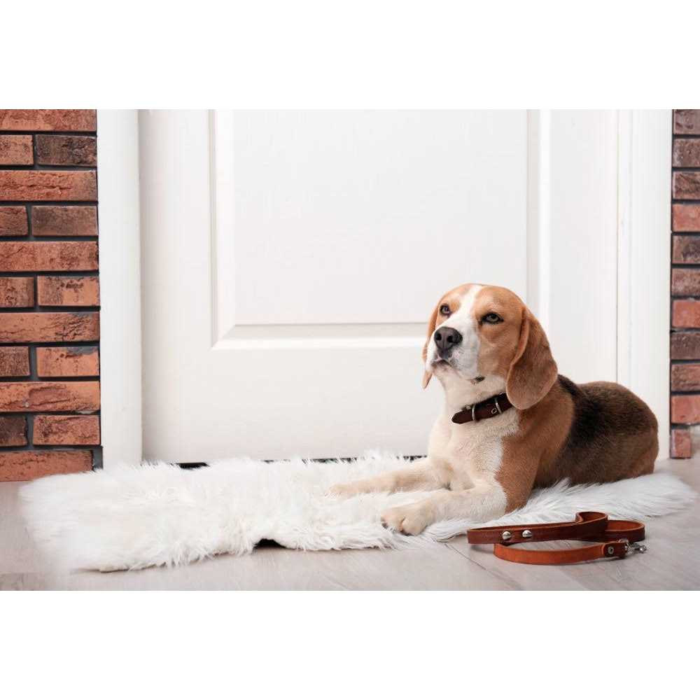 Freeze Dried Raw Dog Food M595
