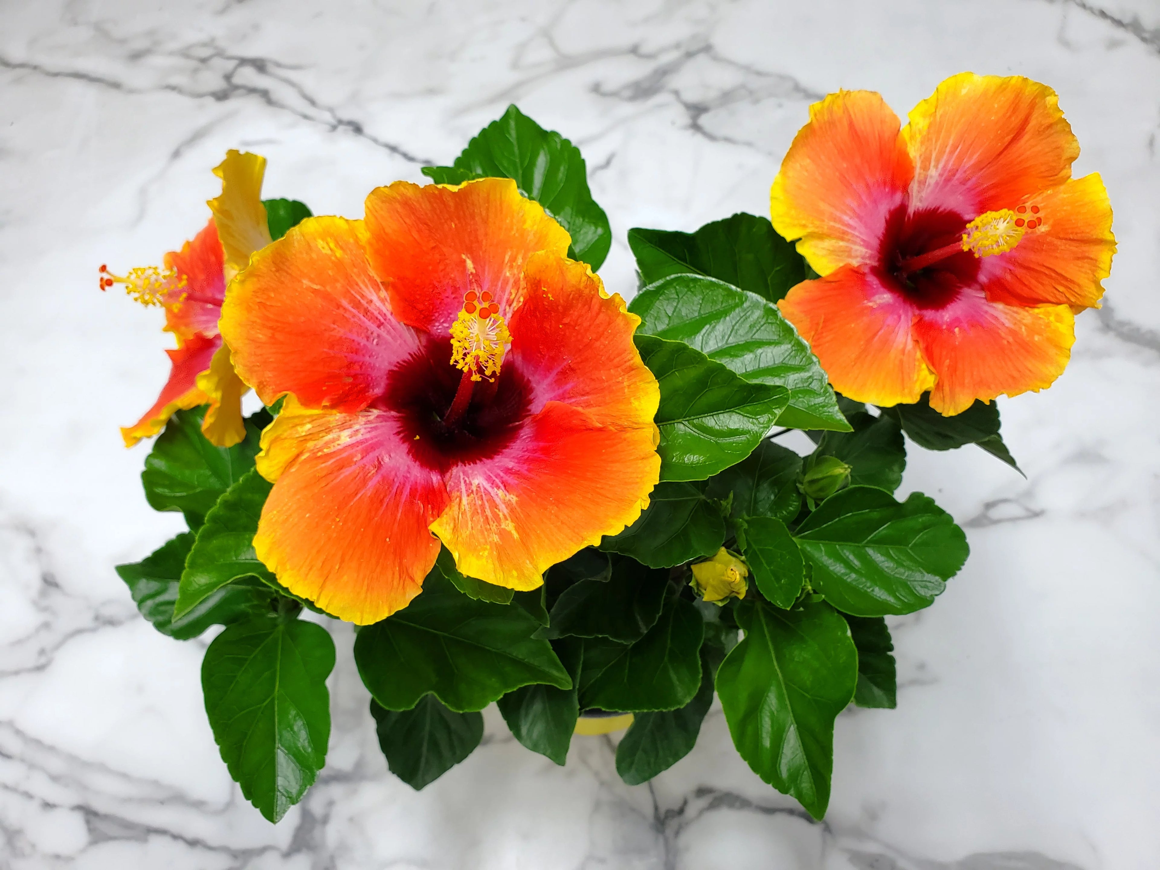 10" to 14" Fiesta Hibiscus Bush W320753