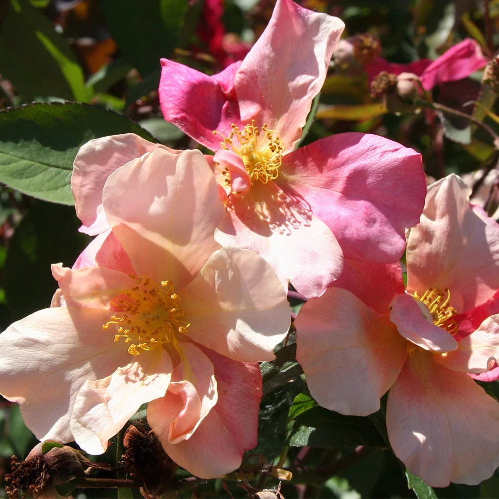 Own Root Rose Bush - China Rose Plant Y8754
