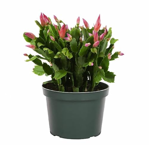 Christmas Cactus Live Indoor Houseplant 6-Inch Pot Z922