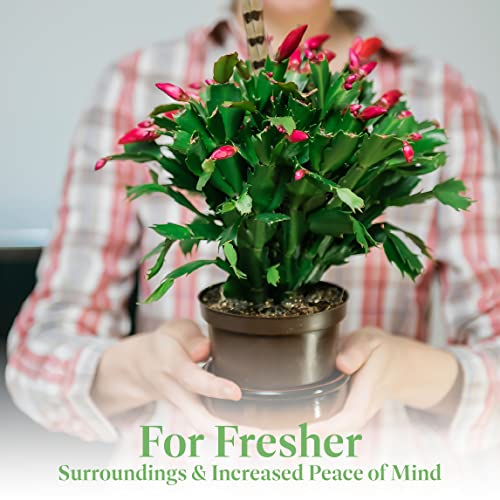 Christmas Cactus Live Indoor Houseplant 6-Inch Pot Z922