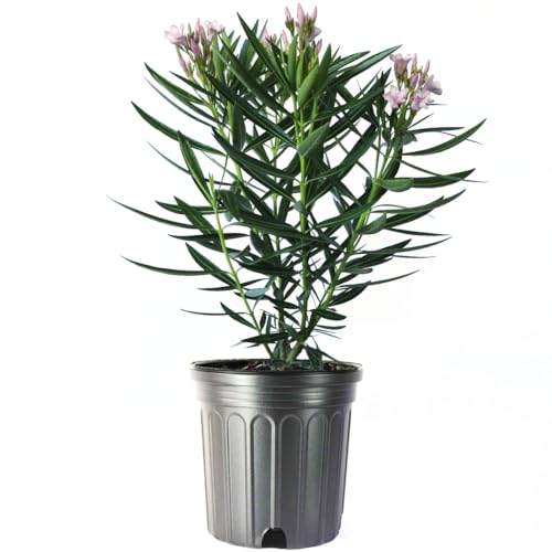 Oleander Bush, Semi Dwarf, Petite Pink, Flowering Landscape Shrub, 10-Inch Pot, Live Outdoor Plant, 3-4ft Max Height, Hardy Evergreen Landscape Shrub Q734