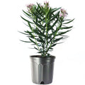 Oleander Bush, Semi Dwarf, Petite Pink, Flowering Landscape Shrub, 10-Inch Pot, Live Outdoor Plant, 3-4ft Max Height, Hardy Evergreen Landscape Shrub Q734
