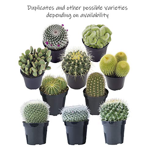Assorted Cactus Plants Live Succulents (3 Pack) Y917368