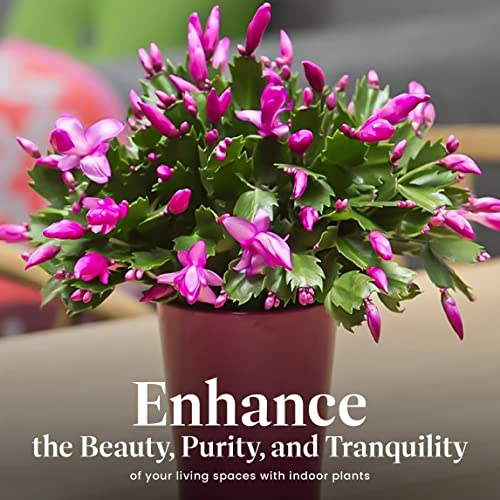Christmas Cactus Live Indoor Houseplant 6-Inch Pot Z922