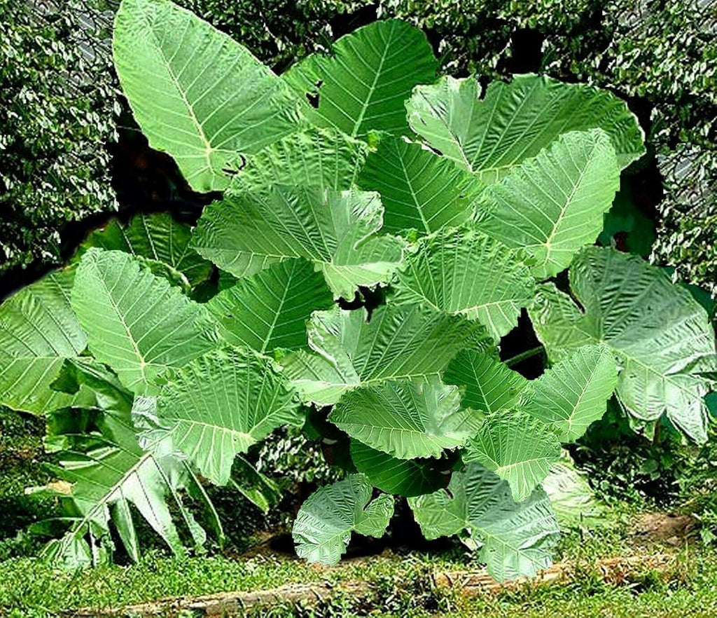 Colocasia gigantea Thailand Giant Thai Giant Elephant Ear Huge Leaf Live Bulbs I52960